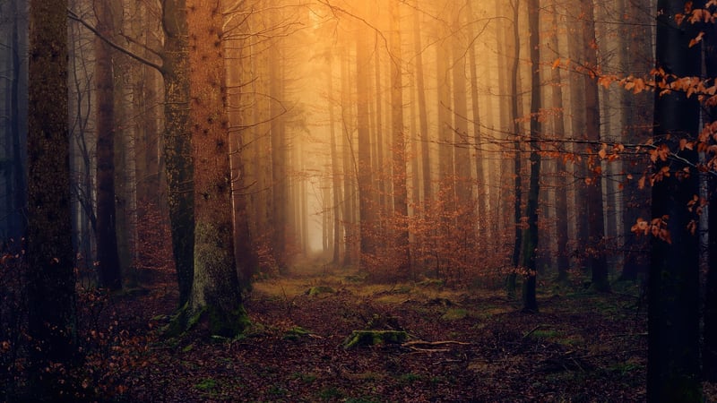 Magical Woodland Atmosphere